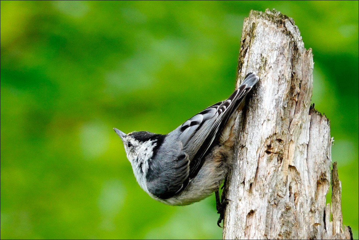 White-breasted Nuthatch - ML620313008