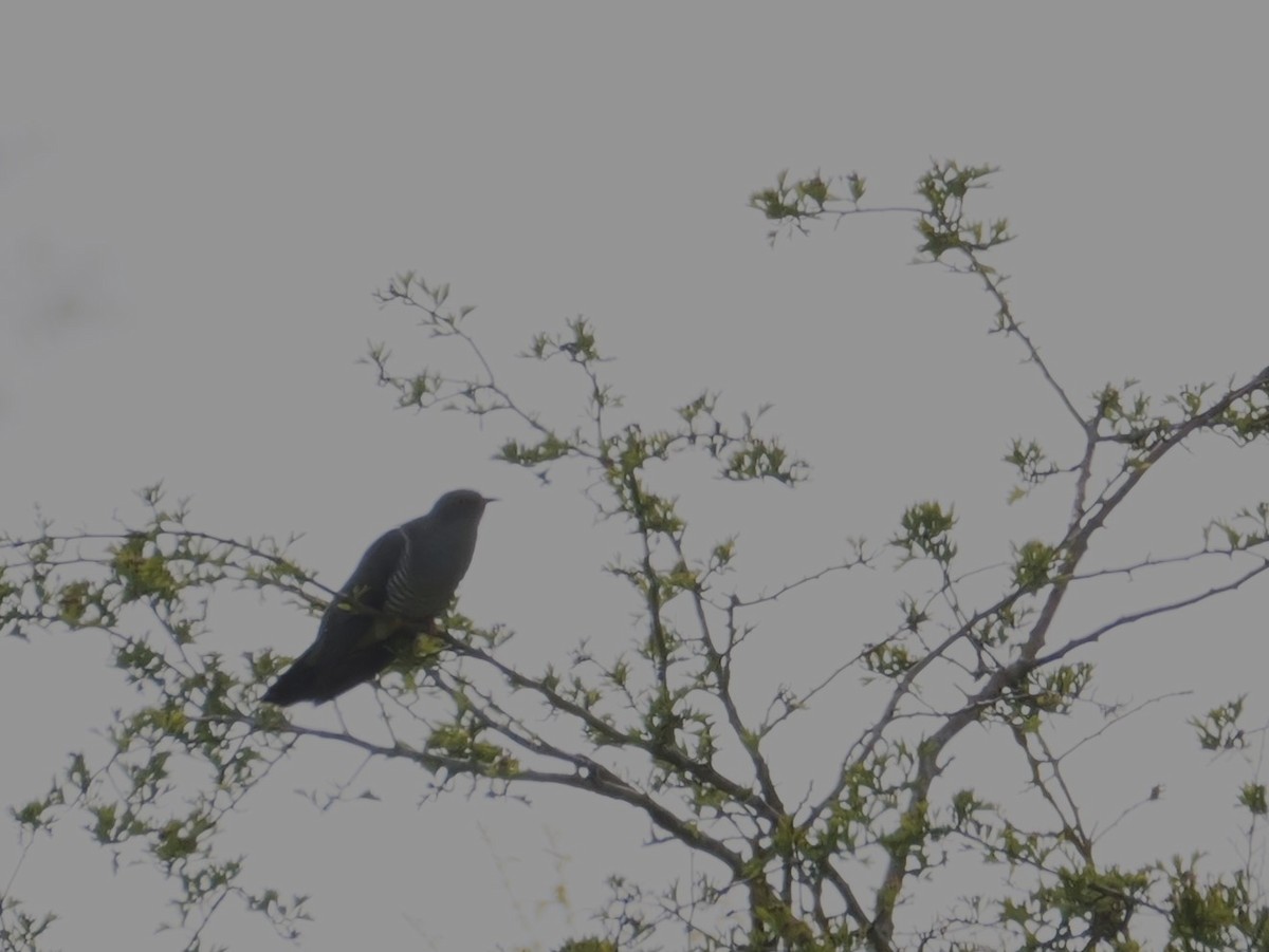 Common Cuckoo - ML620313011