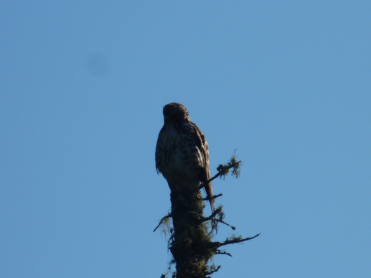 Broad-winged Hawk - ML620313012