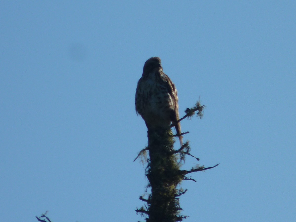 Broad-winged Hawk - ML620313013