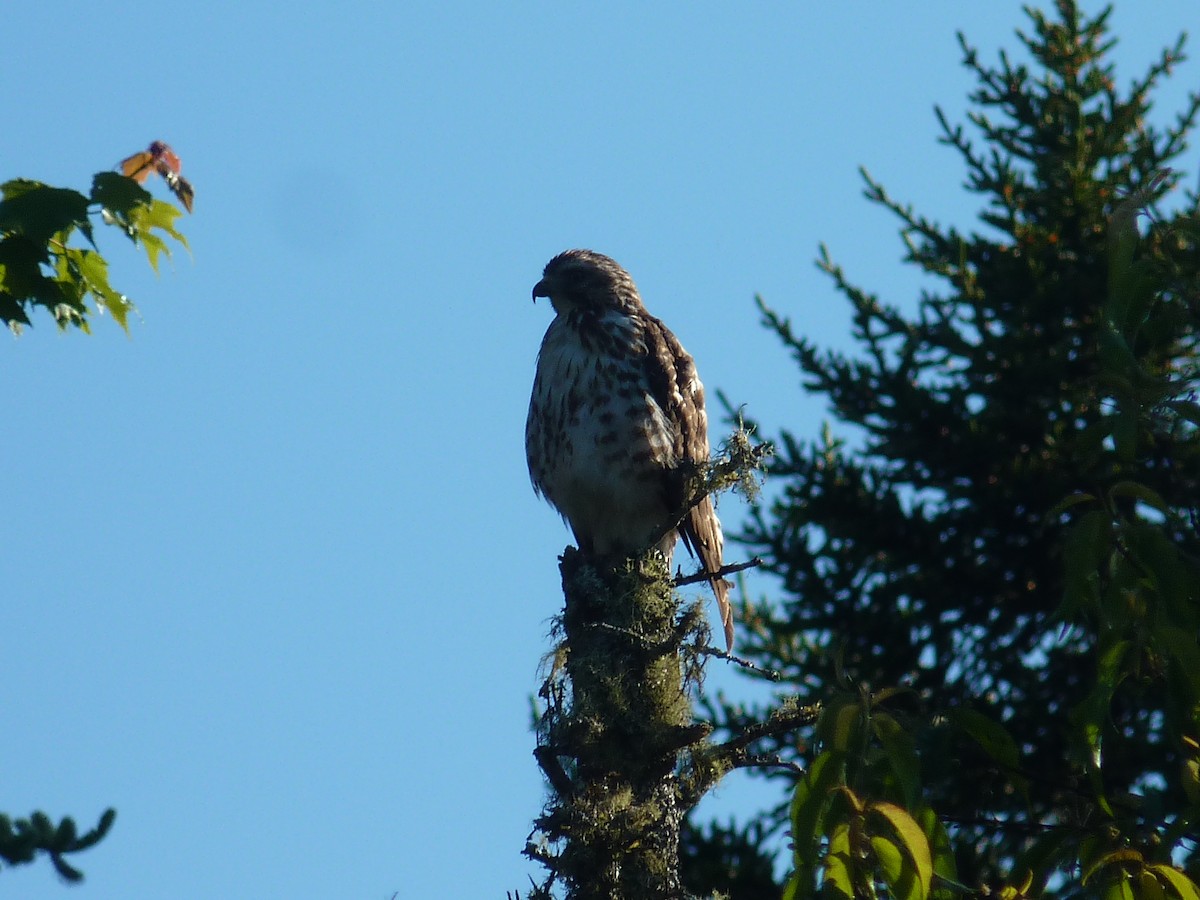 Broad-winged Hawk - Eric Marcum