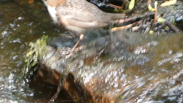 White-throated Dipper - ML620313018