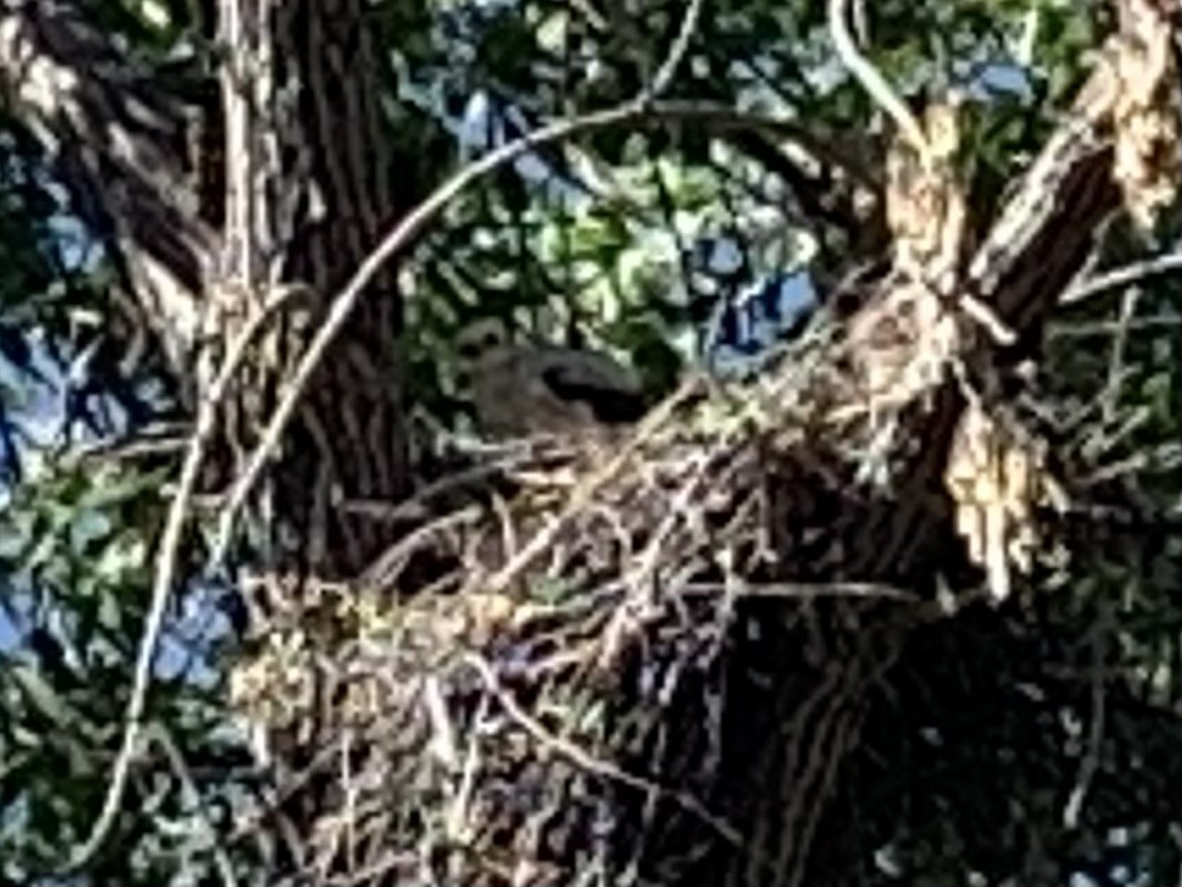 Cooper's Hawk - ML620313022