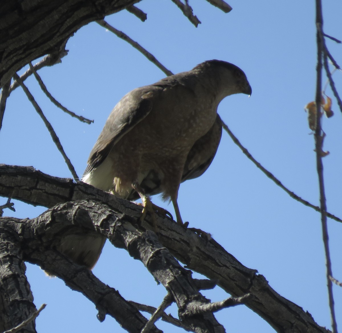 Cooper's Hawk - ML620313024