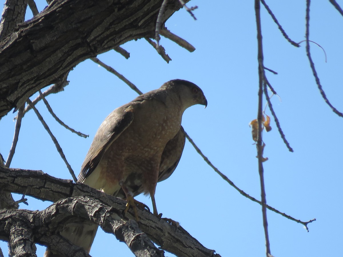 Cooper's Hawk - ML620313025