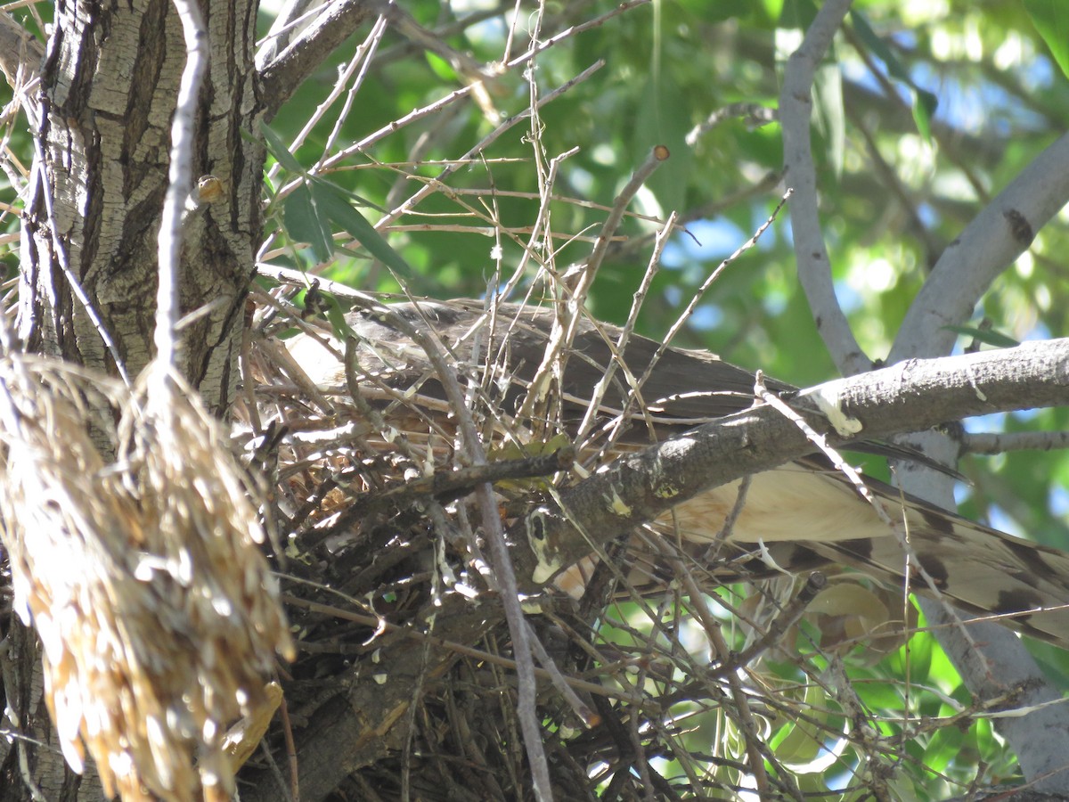 Cooper's Hawk - ML620313026