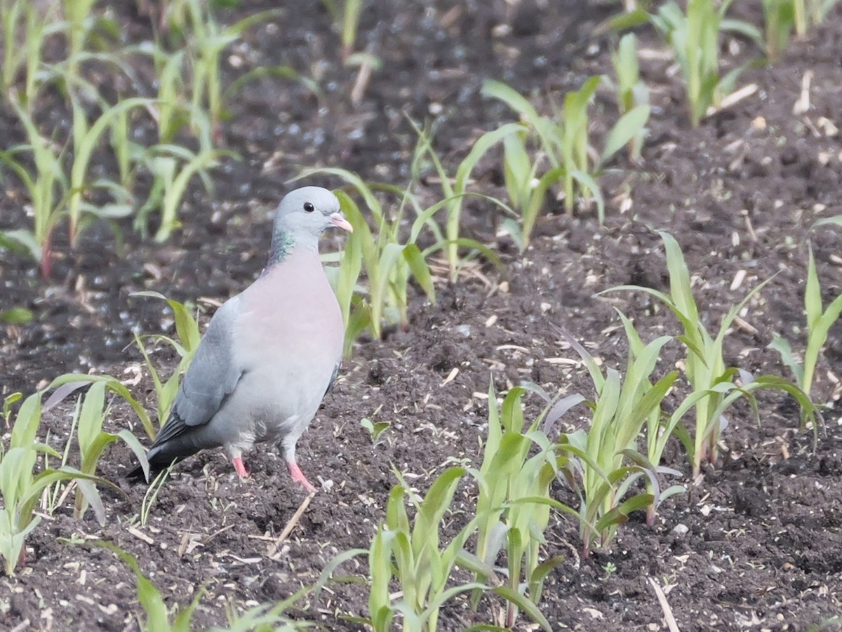 Stock Dove - ML620313027