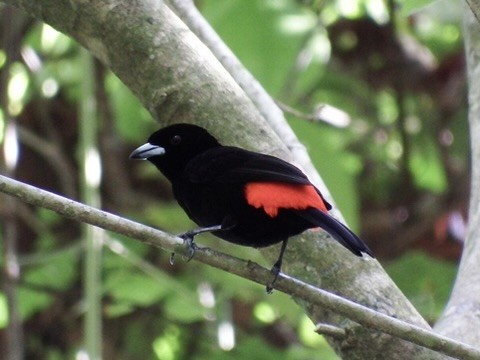 Scarlet-rumped Tanager - ML620313030