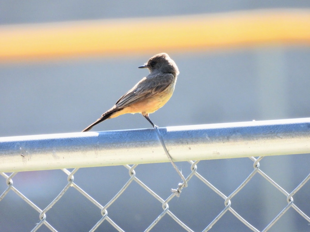 Say's Phoebe - ML620313033