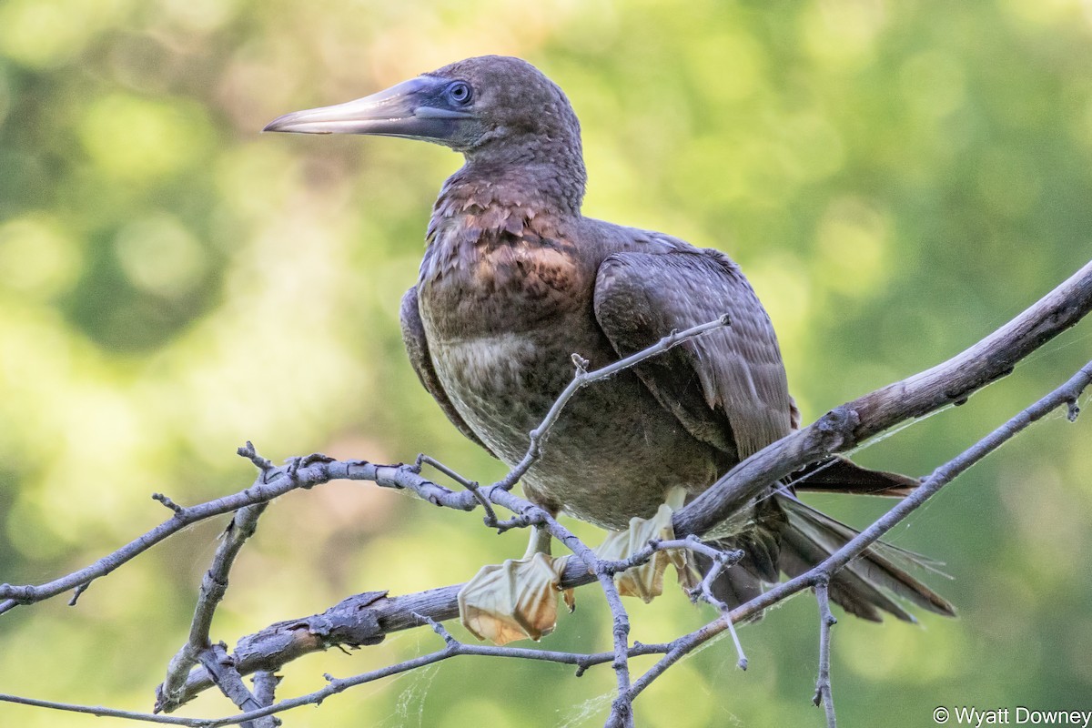 Brown Booby - ML620313037