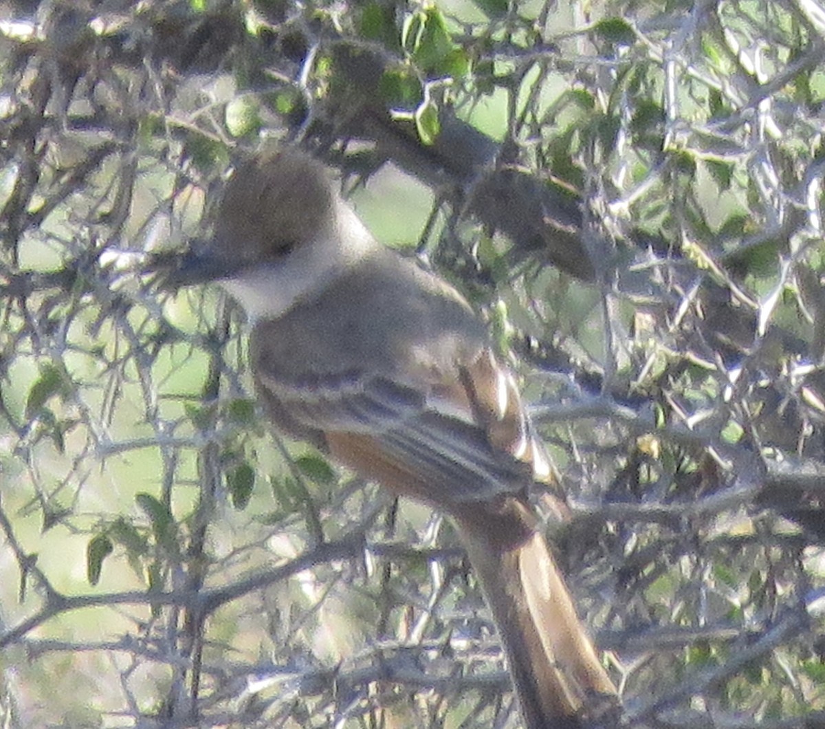 Brown-crested Flycatcher - ML620313041