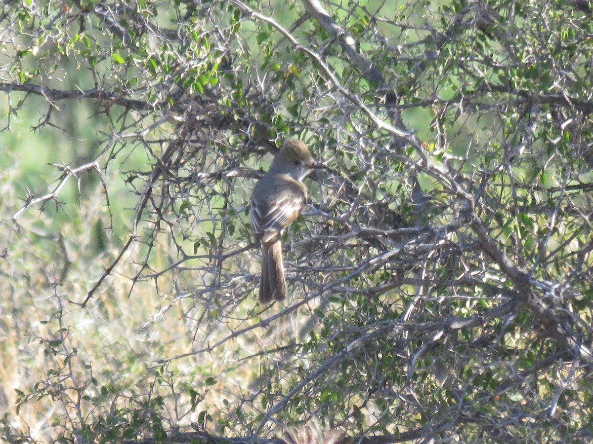 Brown-crested Flycatcher - ML620313042