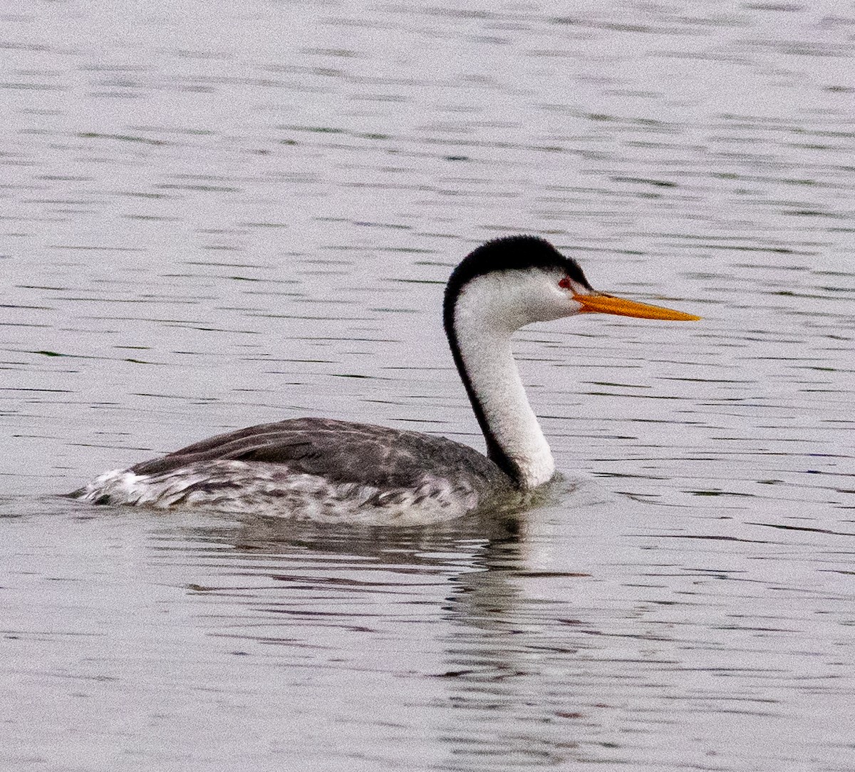 Clark's Grebe - ML620313045