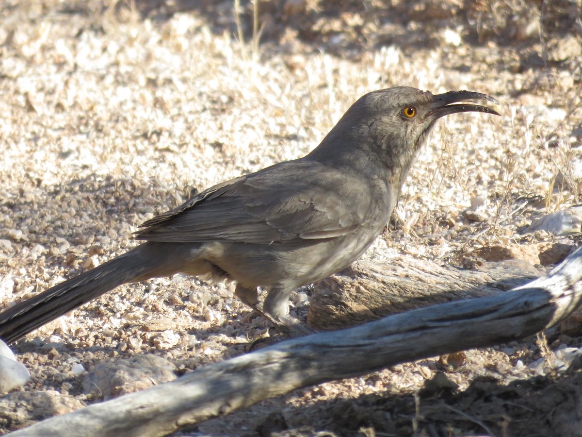 Curve-billed Thrasher - ML620313050