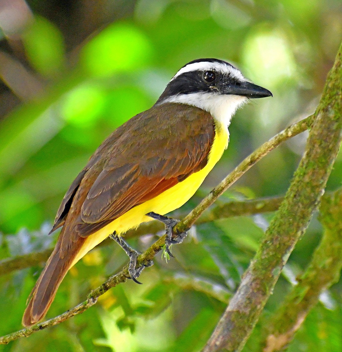 Great Kiskadee - ML620313053