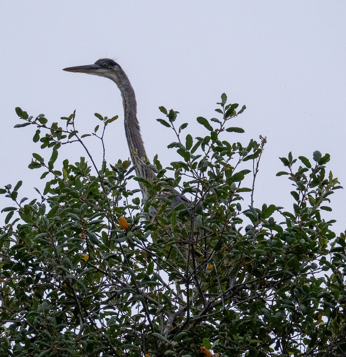 Garza Azulada - ML620313056