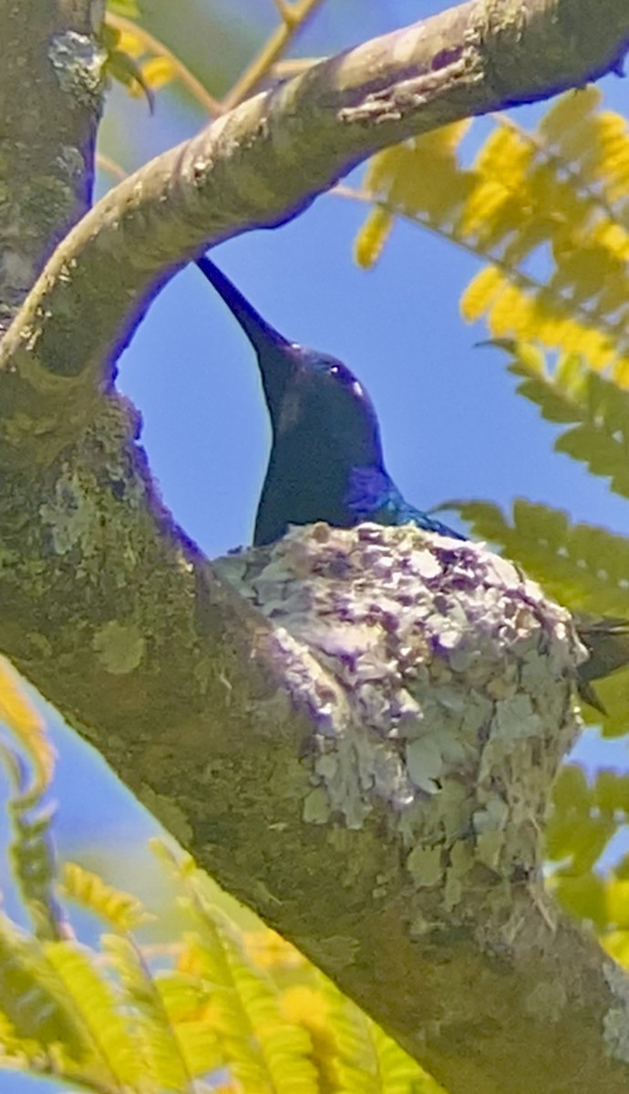 Black-throated Mango - ML620313060