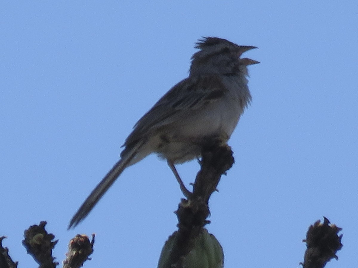 Rufous-winged Sparrow - ML620313067