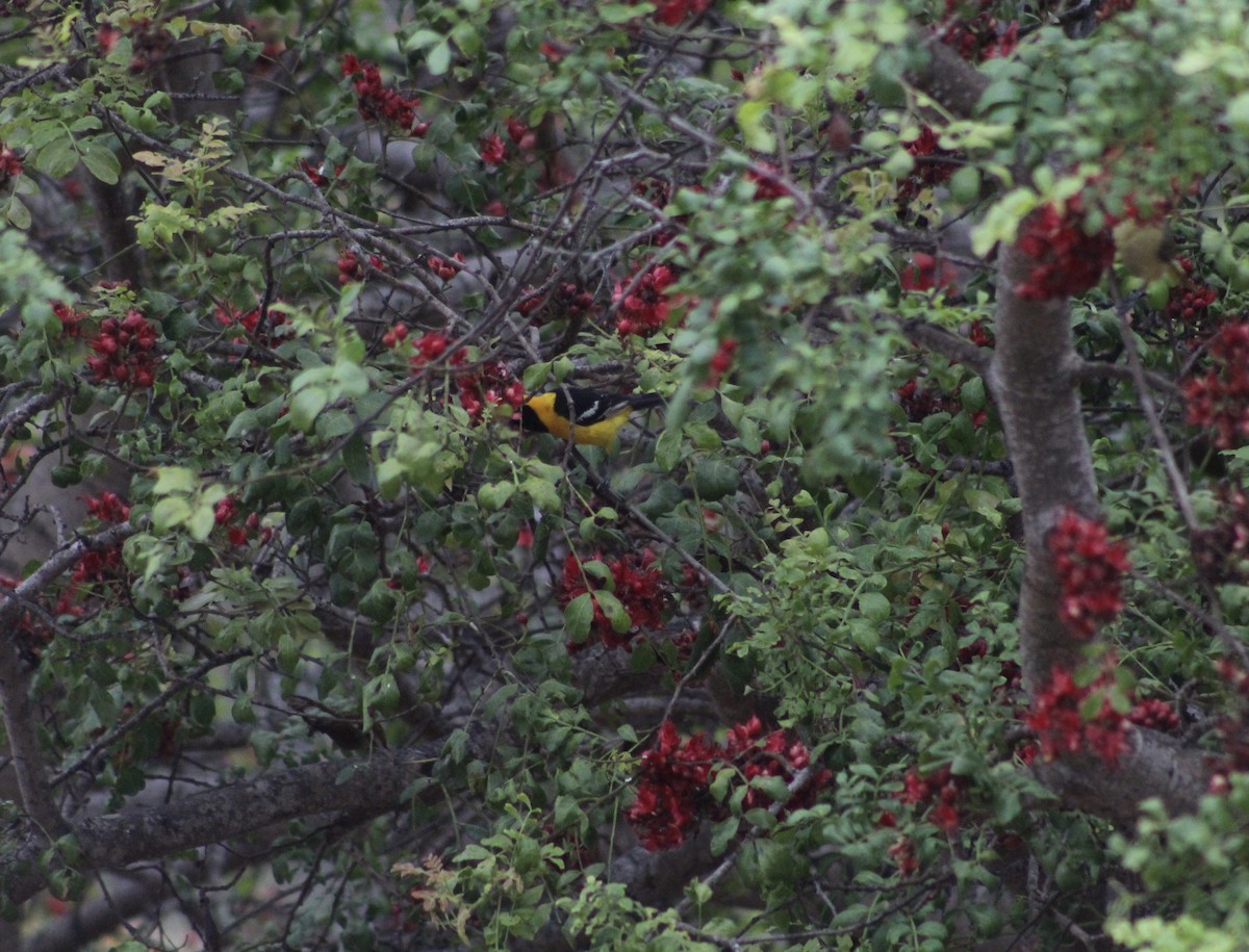 Hooded Oriole - ML620313068