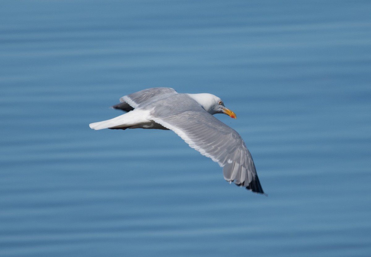 Gaviota Argéntea - ML620313073