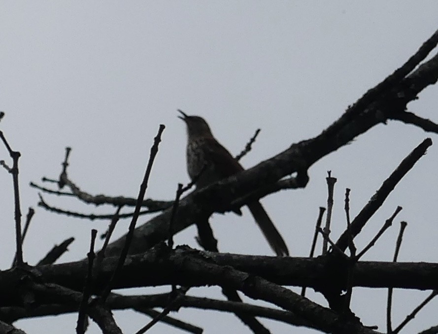 Brown Thrasher - ML620313075