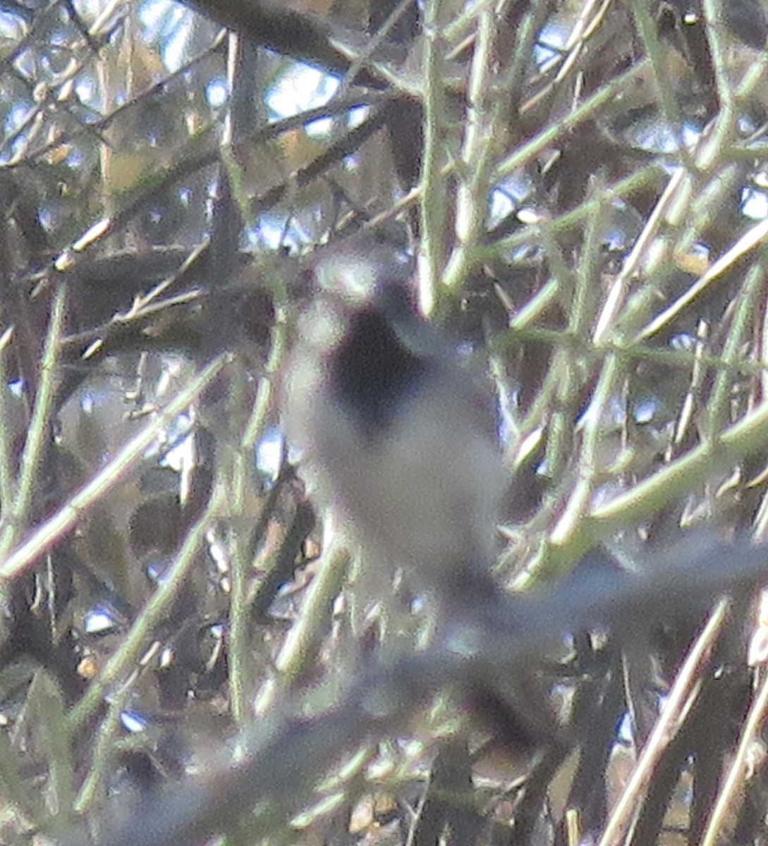 Black-throated Sparrow - ML620313079