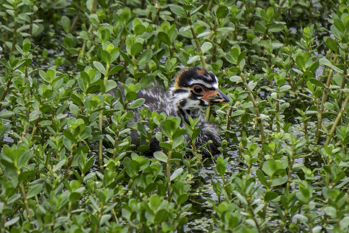 Pied-billed Grebe - ML620313080