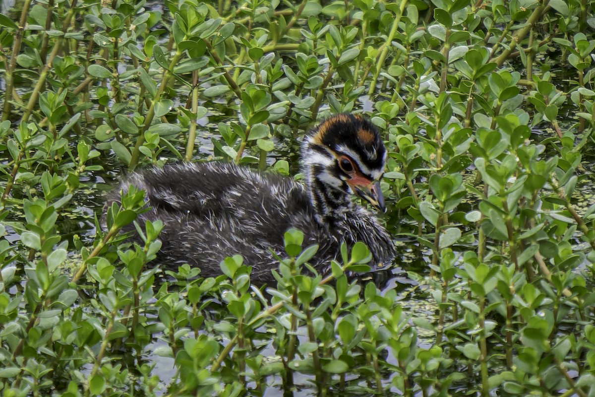 Pied-billed Grebe - ML620313083