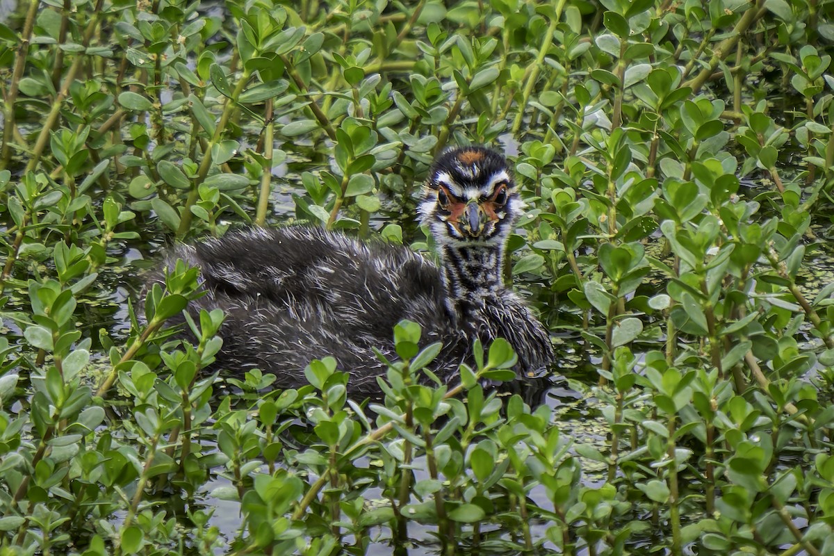 Pied-billed Grebe - ML620313084