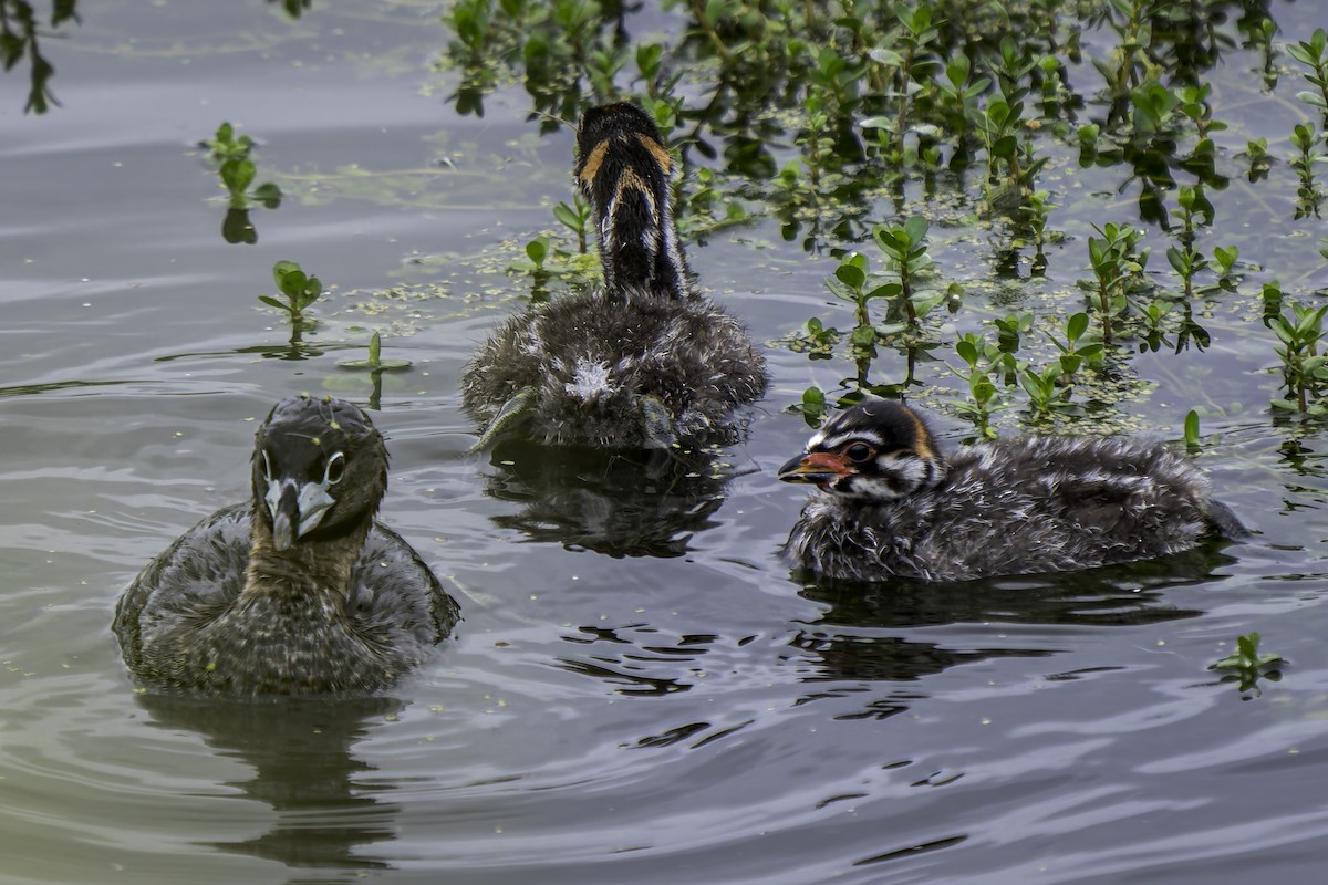 Pied-billed Grebe - ML620313087