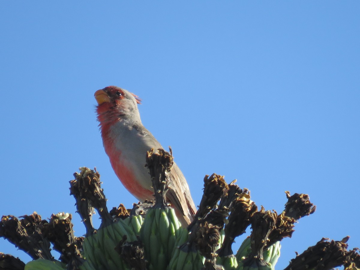 Cardinal pyrrhuloxia - ML620313095