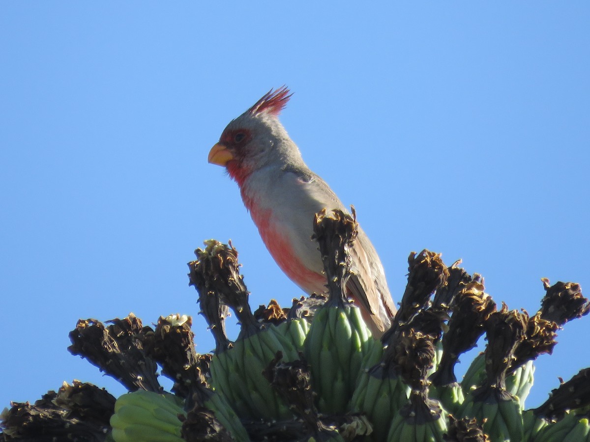 Pyrrhuloxia - ML620313096