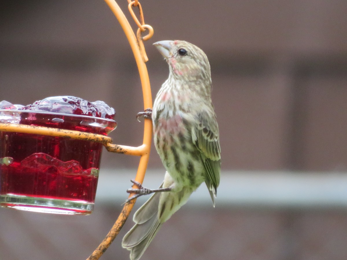 House Finch - ML620313098