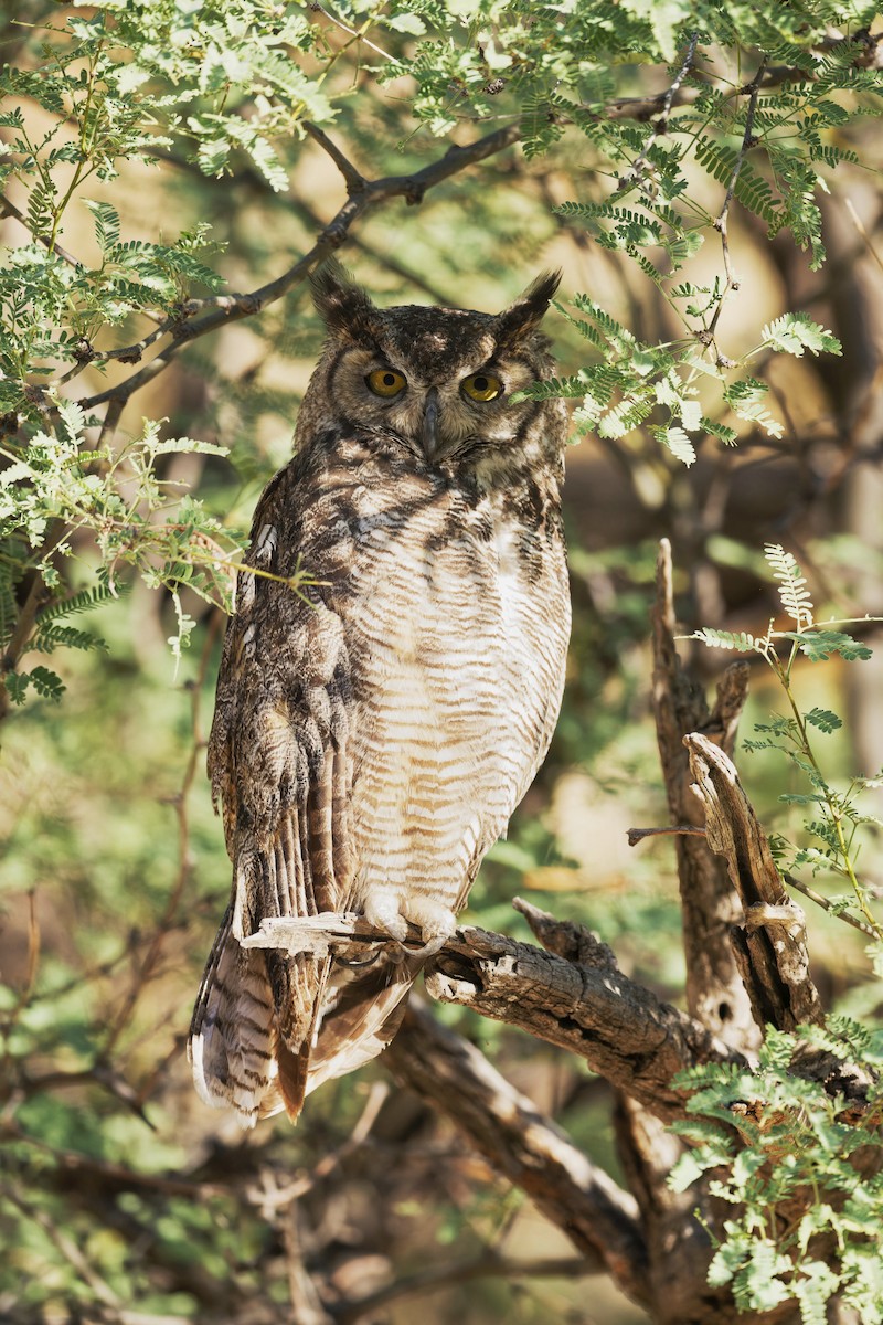 Great Horned Owl - ML620313100