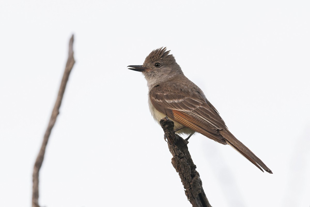 Ash-throated Flycatcher - ML620313103