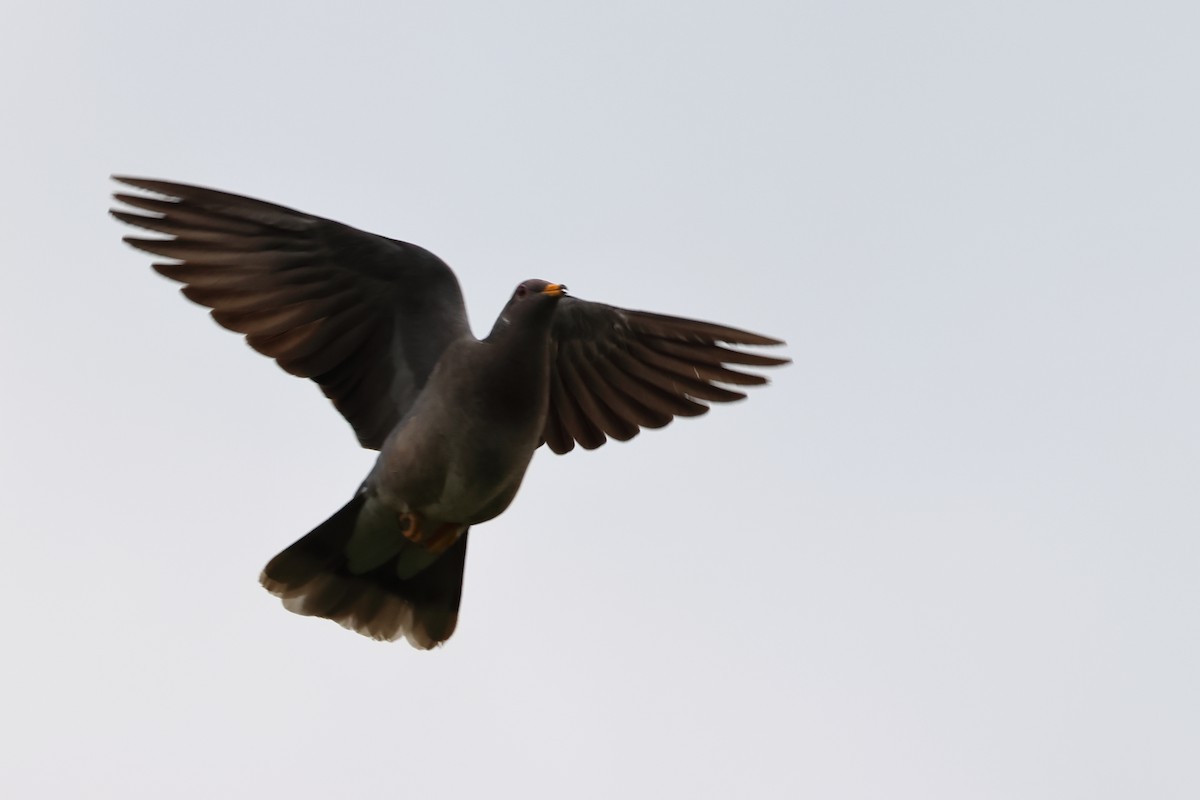 Pigeon à queue barrée - ML620313105