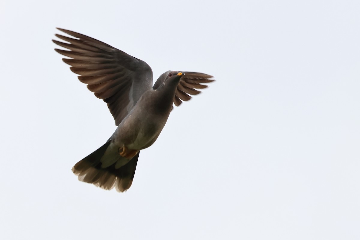 Band-tailed Pigeon - ML620313106