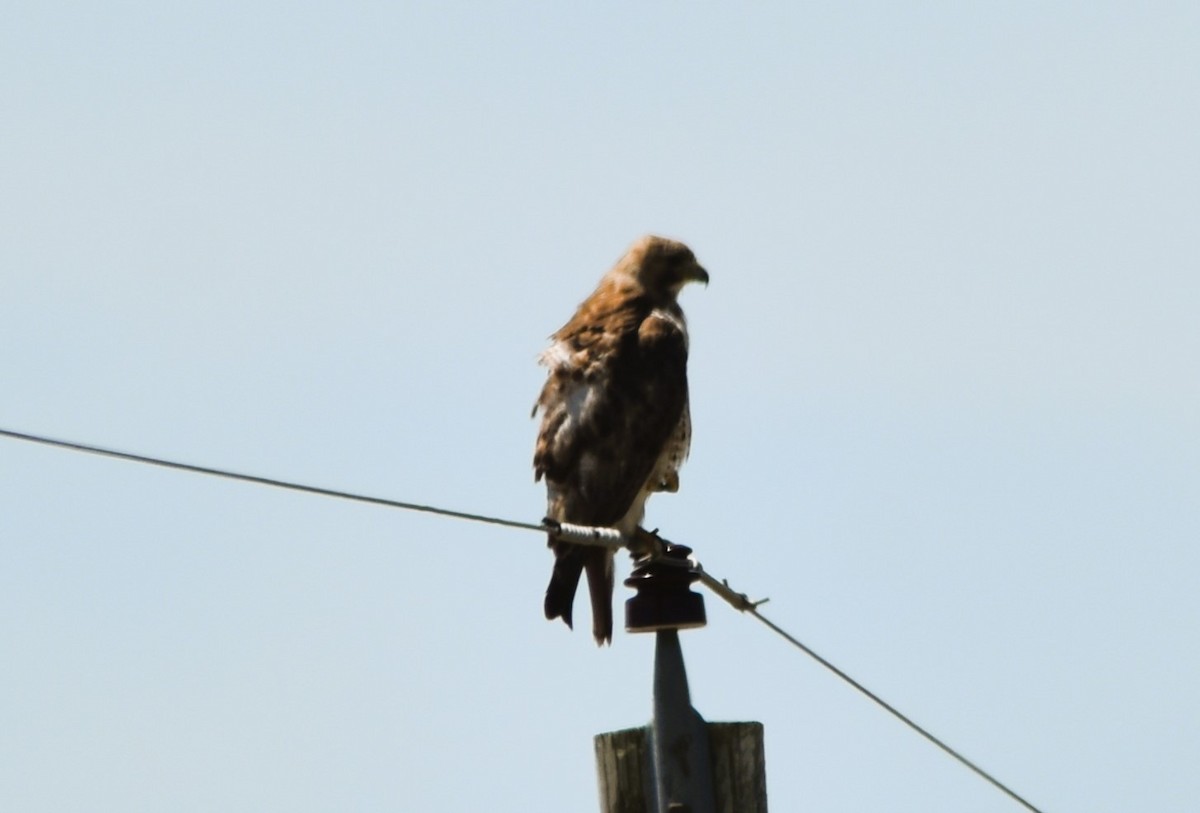 Red-tailed Hawk (borealis) - ML620313117