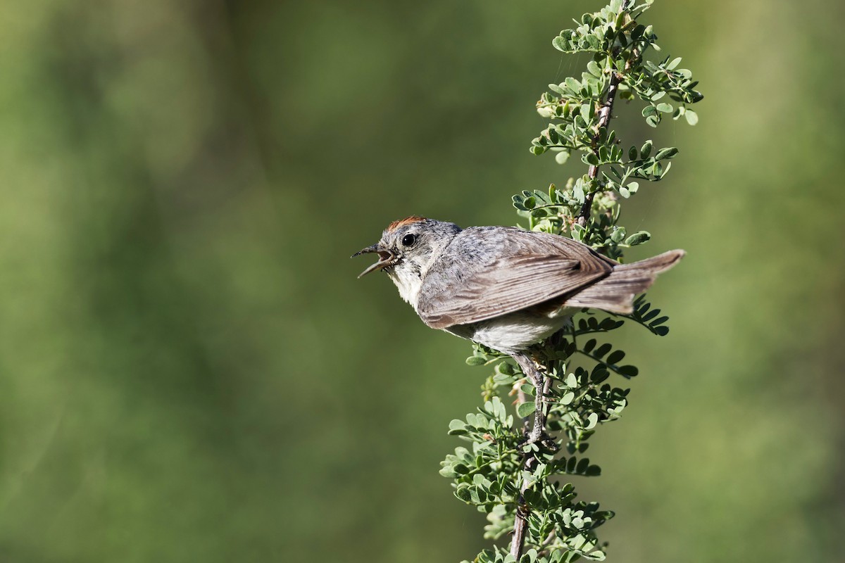 Lucy's Warbler - ML620313124