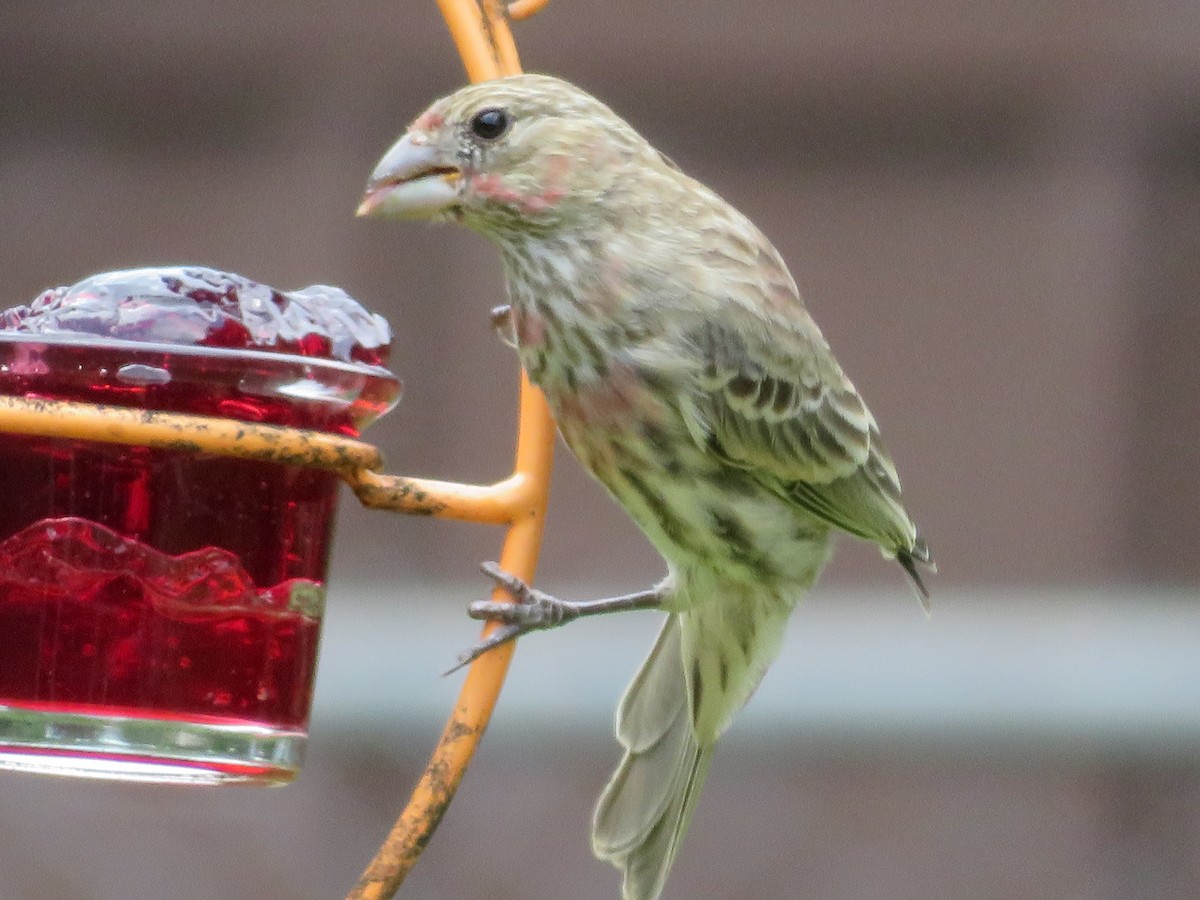 House Finch - ML620313129