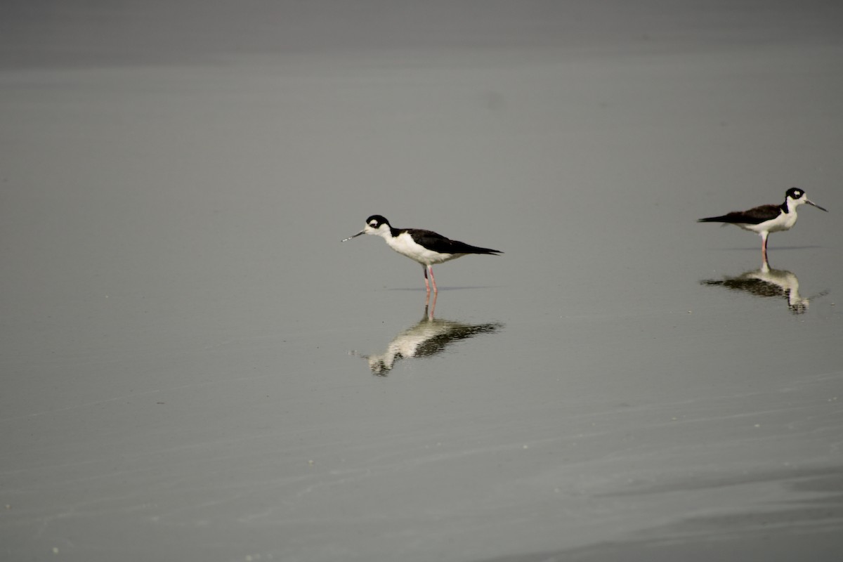 Black-necked Stilt - ML620313130