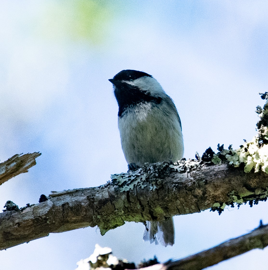 Black-capped Chickadee - ML620313135