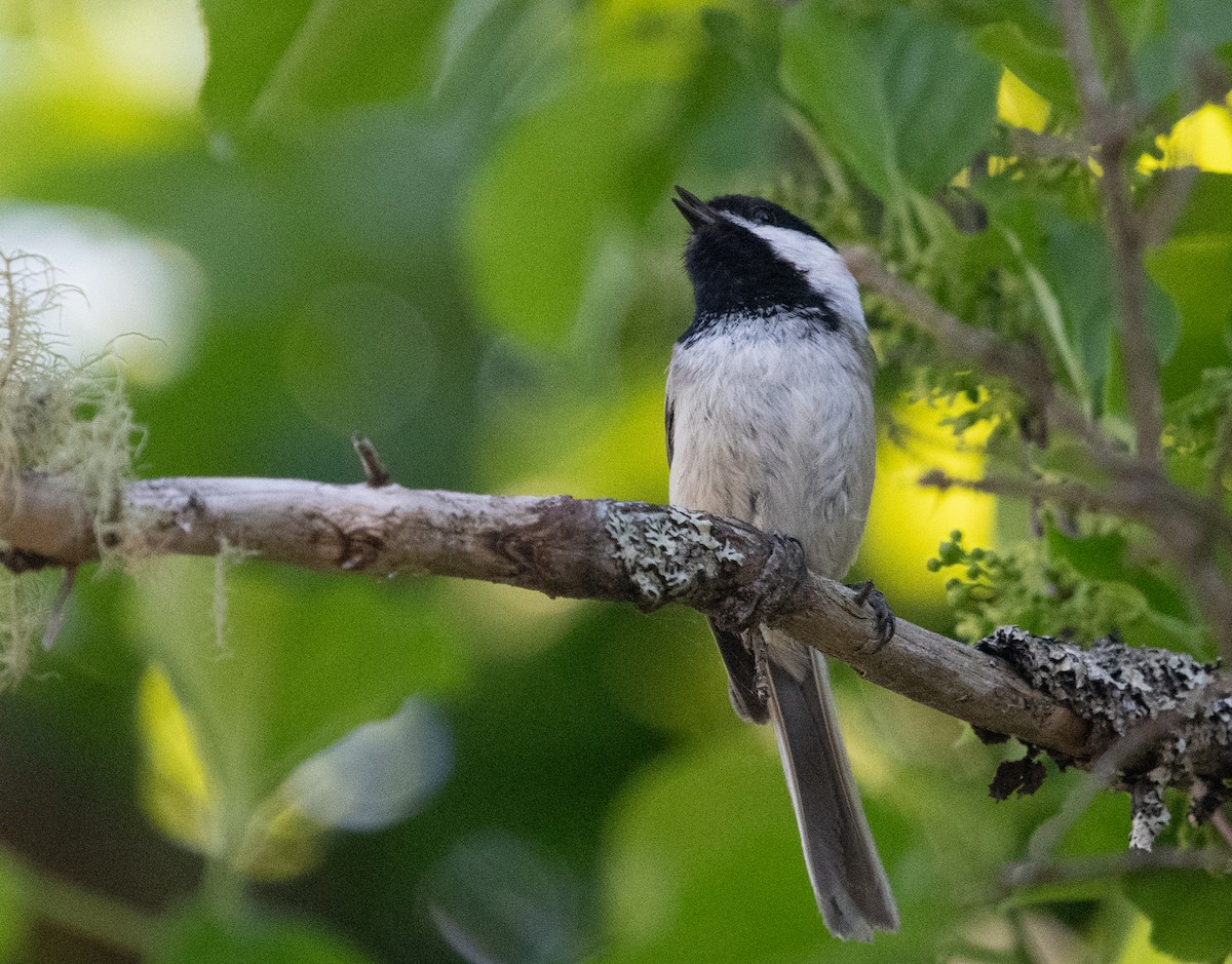 Black-capped Chickadee - ML620313136