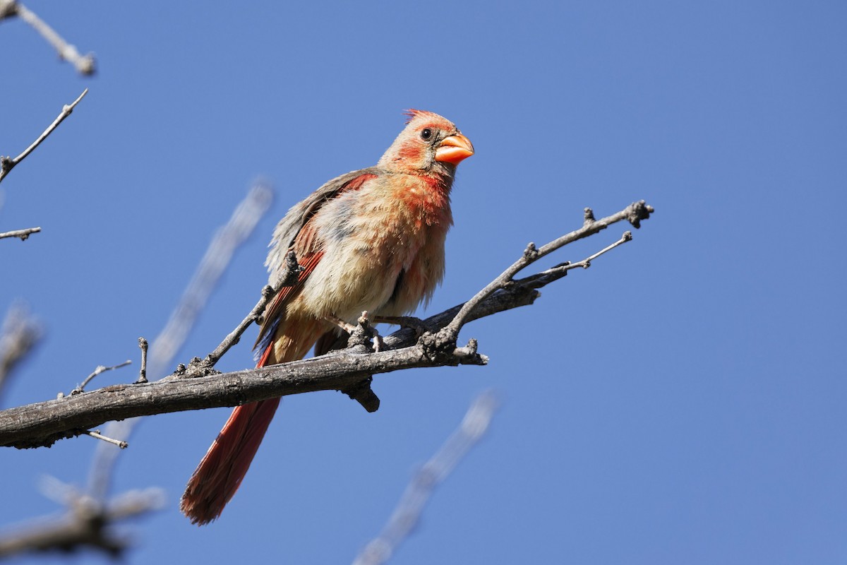 Cardinal rouge - ML620313144