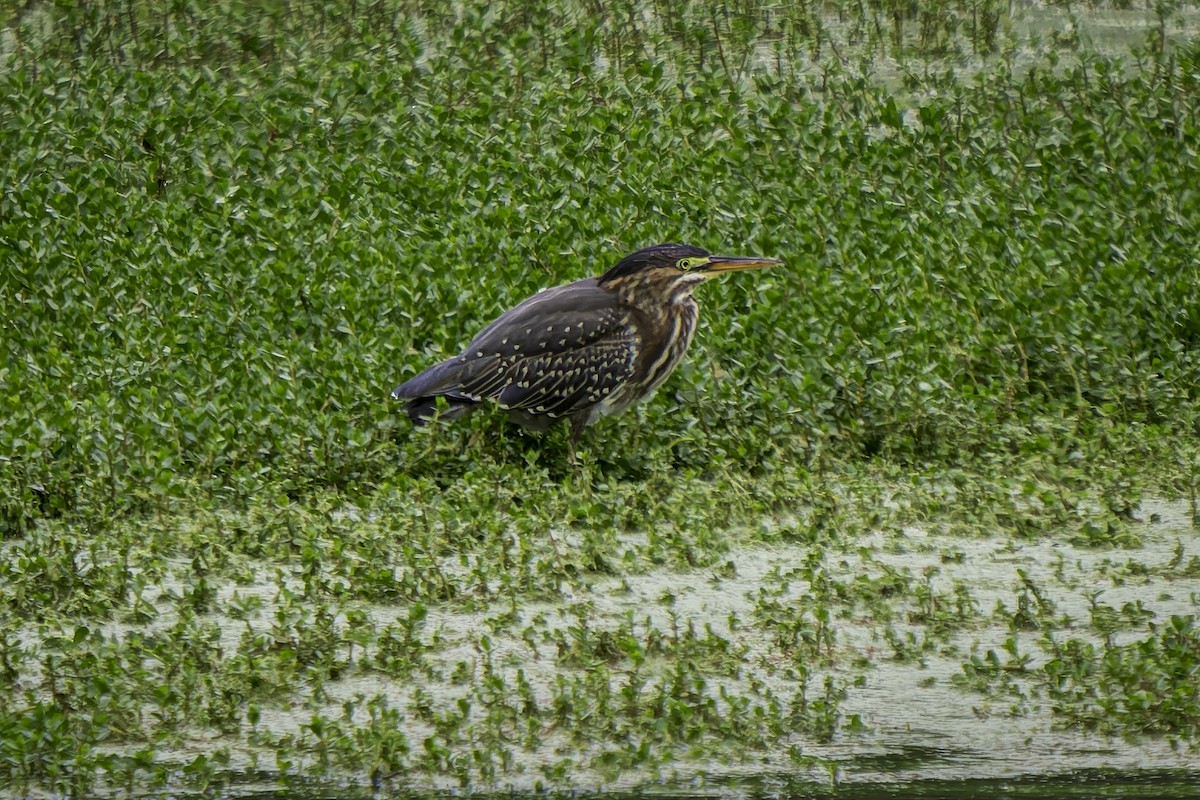 Green Heron - ML620313149