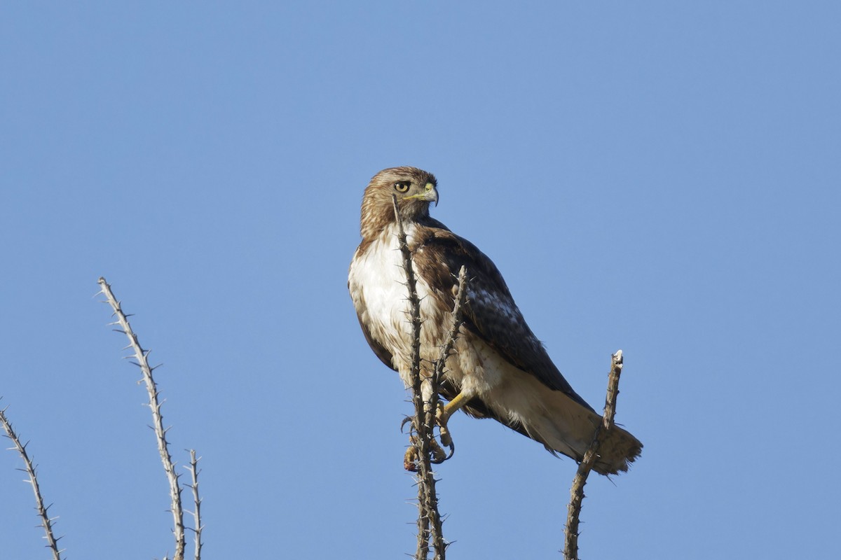 Red-tailed Hawk - ML620313152