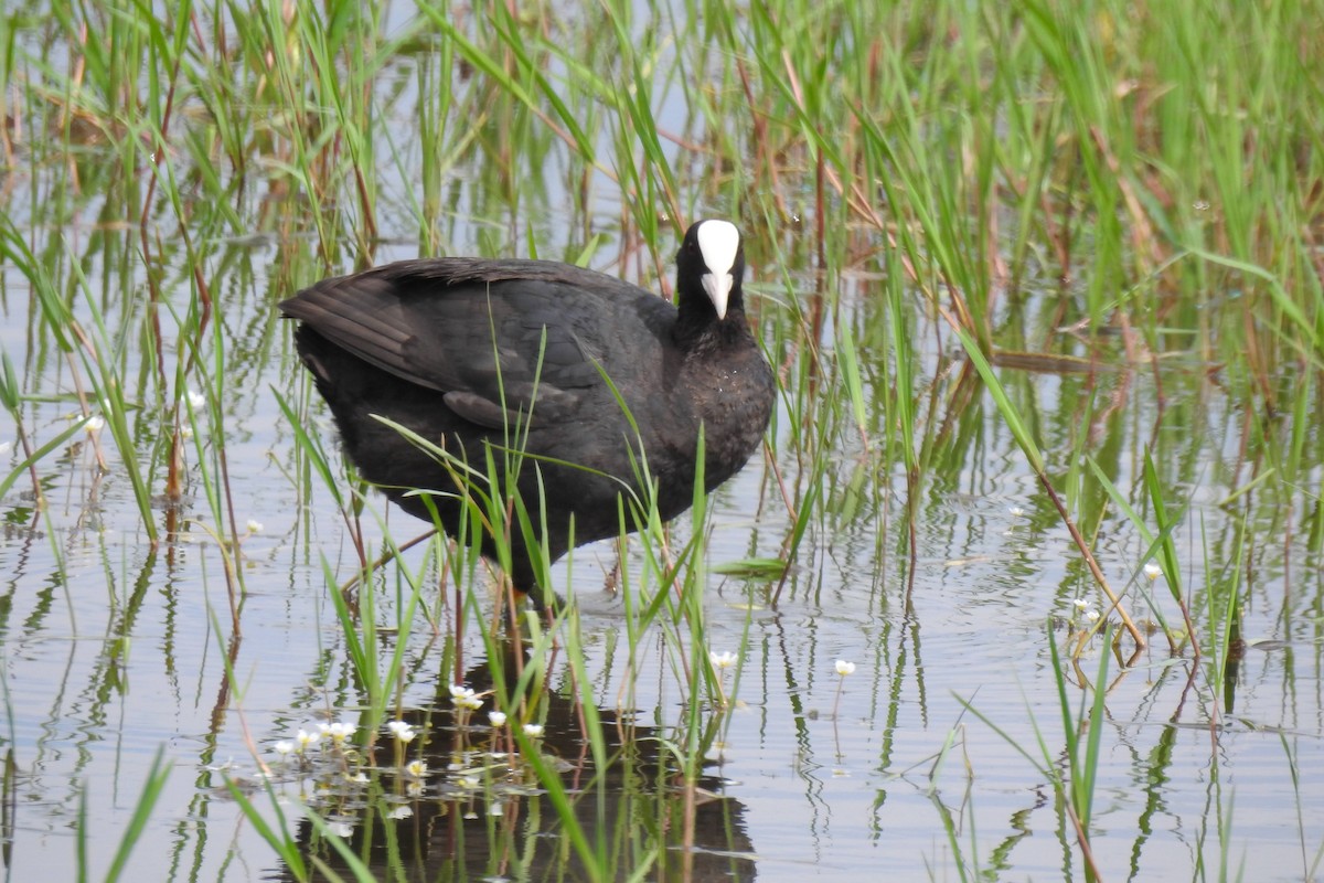 Eurasian Coot - ML620313163