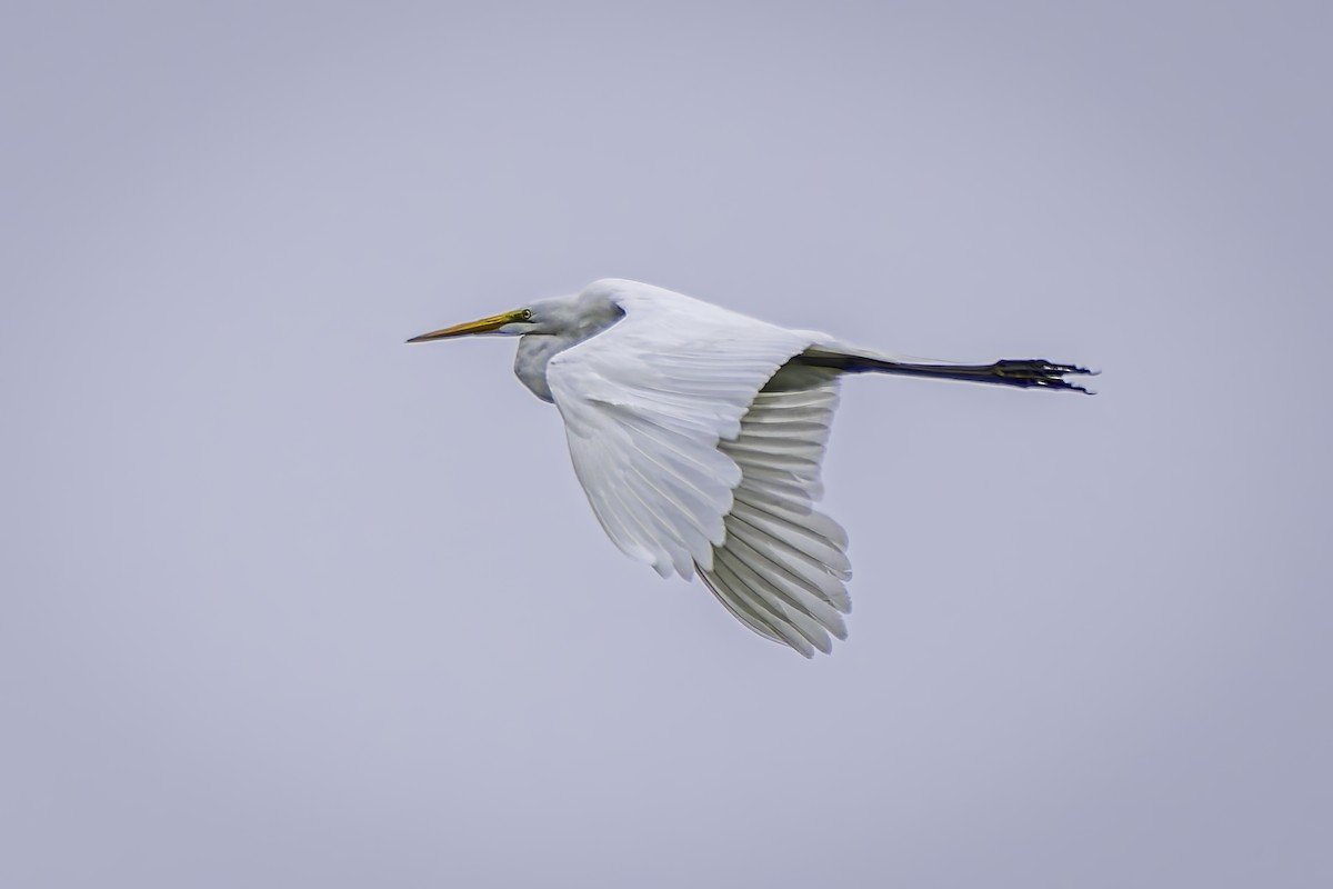 Great Egret - ML620313164