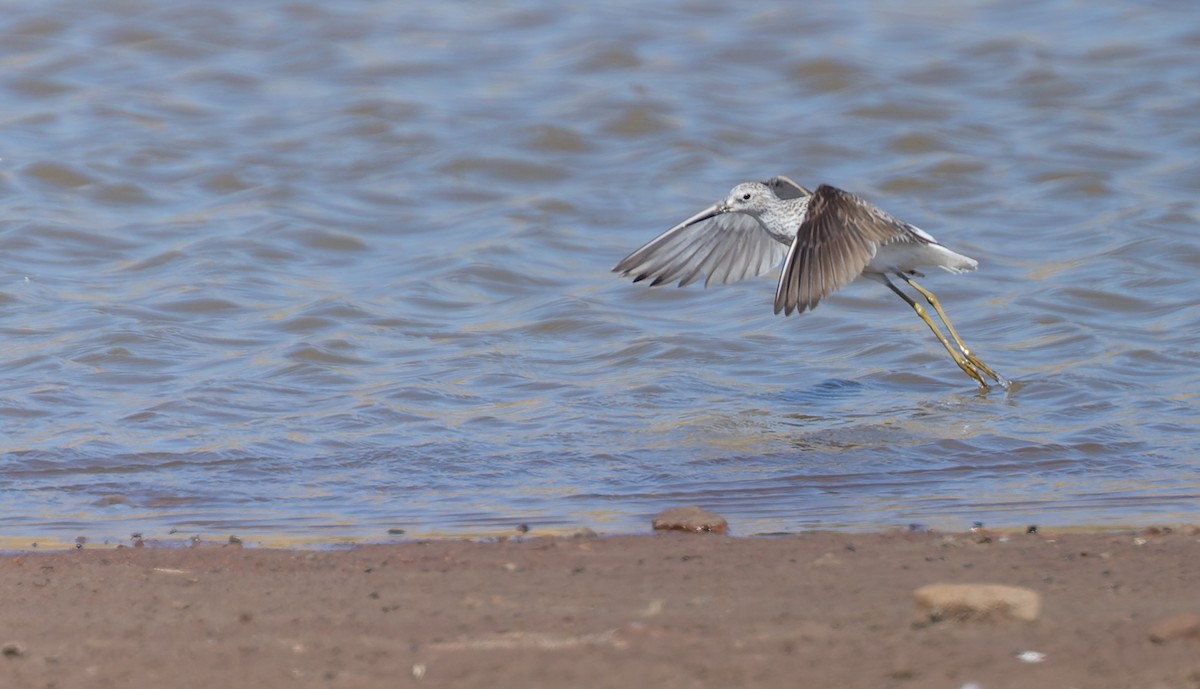 Marsh Sandpiper - ML620313179