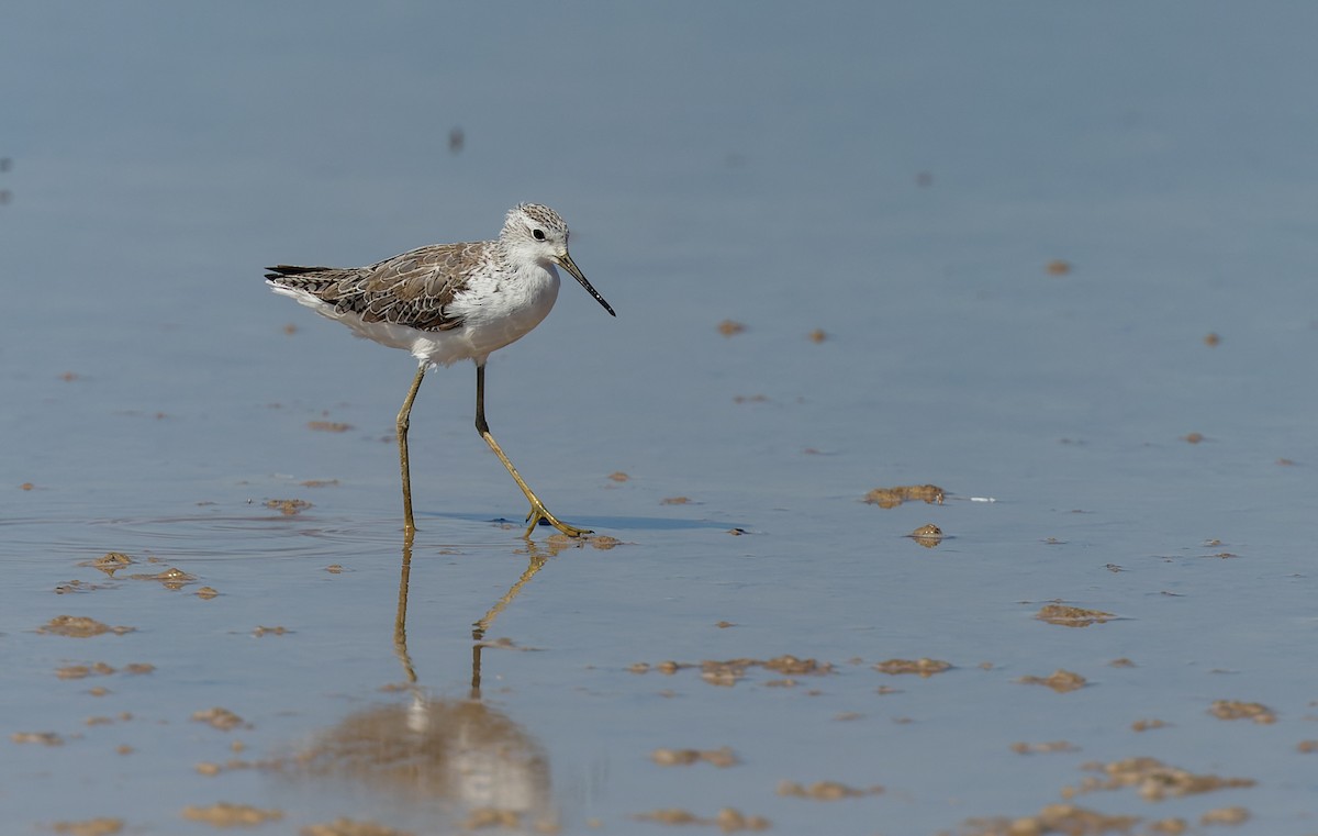 Marsh Sandpiper - ML620313182